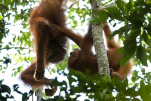 Walimah (left) parties with an unidentified adult female. Bornean orangutans socialize less than their Sumatran counterparts, and witnessing play behavior like this is a rare opportunity. 