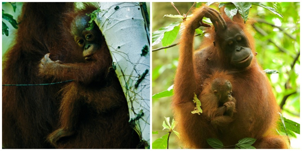 Walimah as a baby in 1999 (left), and as a new mother in 2015 (right). How time flies!