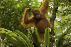 Great apes, including orangutans, are highly intelligent and are thought to have rich emotional lives