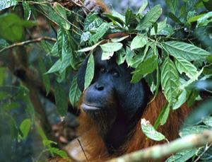 When a heavy rain occurs, many orangutans make rain umbrellas out of leaves and other foliage to shield themselves. These umbrellas are usually shaped into a hat like form that helps to keep them dry. 