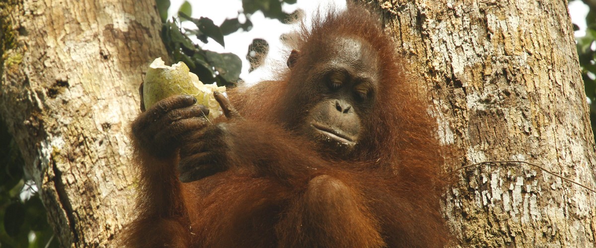  Orangutans 