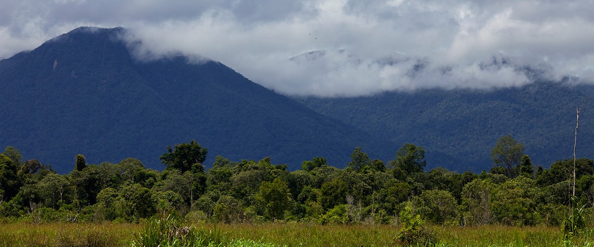 Gunung Palung - Homecare24