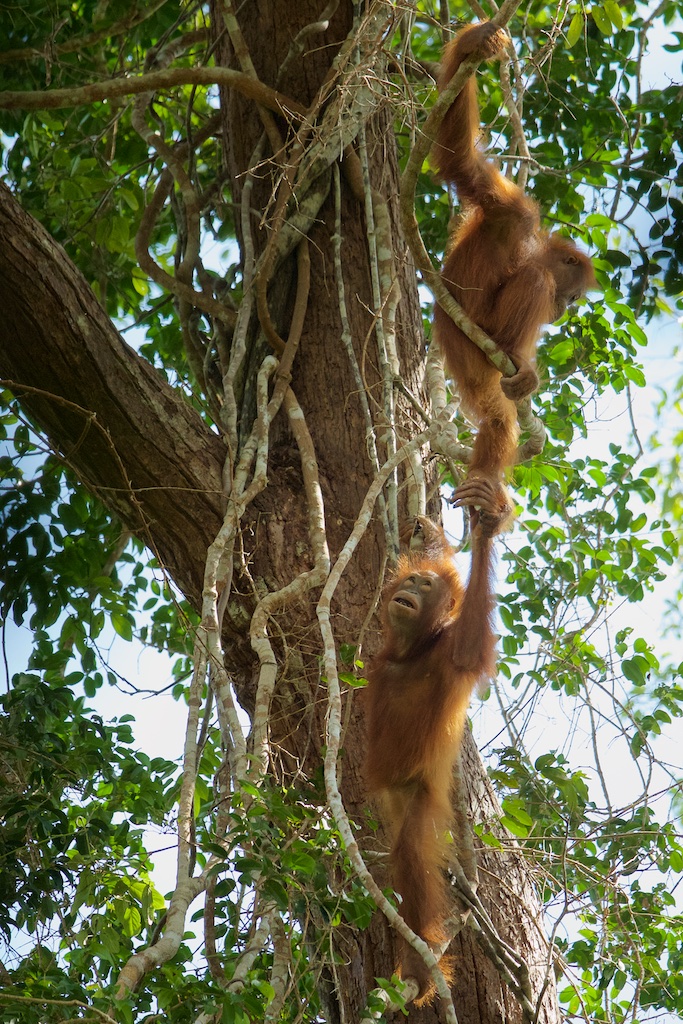Young orangutans Betsy and Dinda use this vine-covered tree as a jungle gym and party spot.
