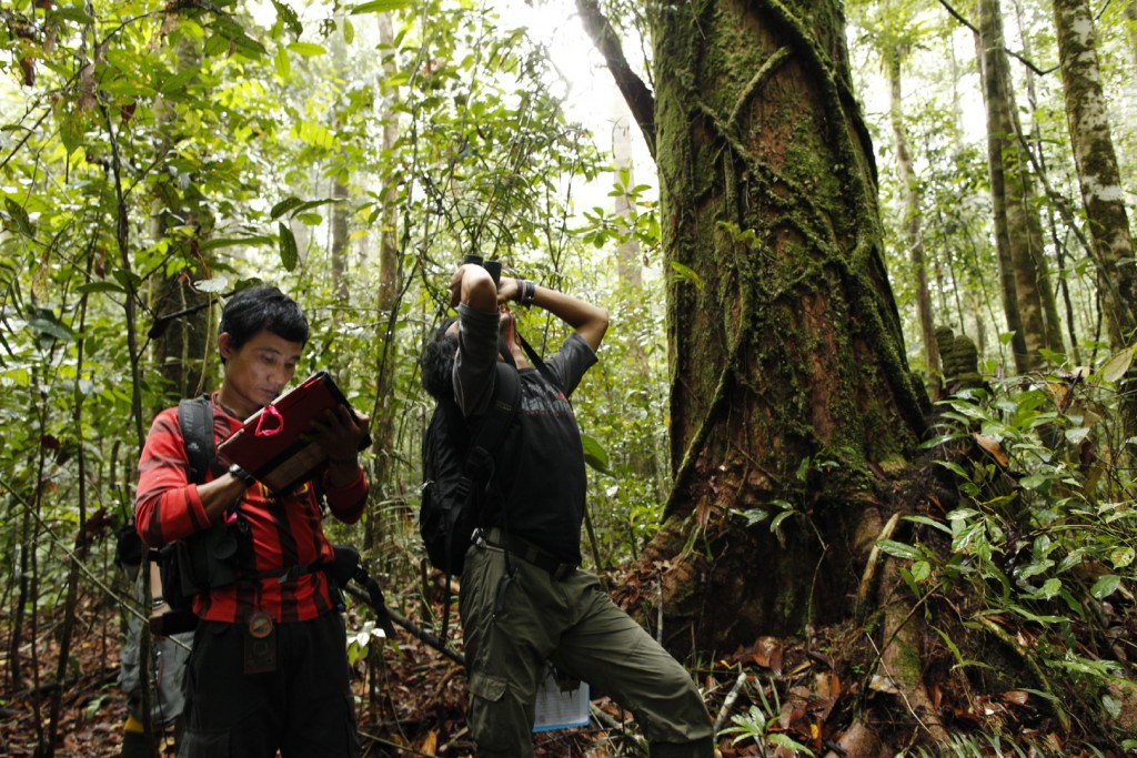 Field assistants, Toto and Agus, take orangutan behavioral data at Cabang Panti Research Site. In addition to constantly collecting data, the <a href=