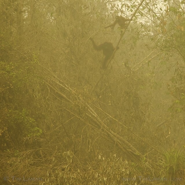 Orangutans along the Mengkutup River in Central Kalimantan search for a path amid thick, acrid smoke. Photo © Tim Laman.