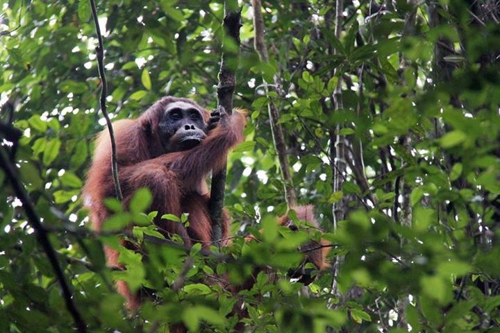 Adult female orangutan, Jumi, looks out through the canopy. Photo © Rinaldi Gotama.
