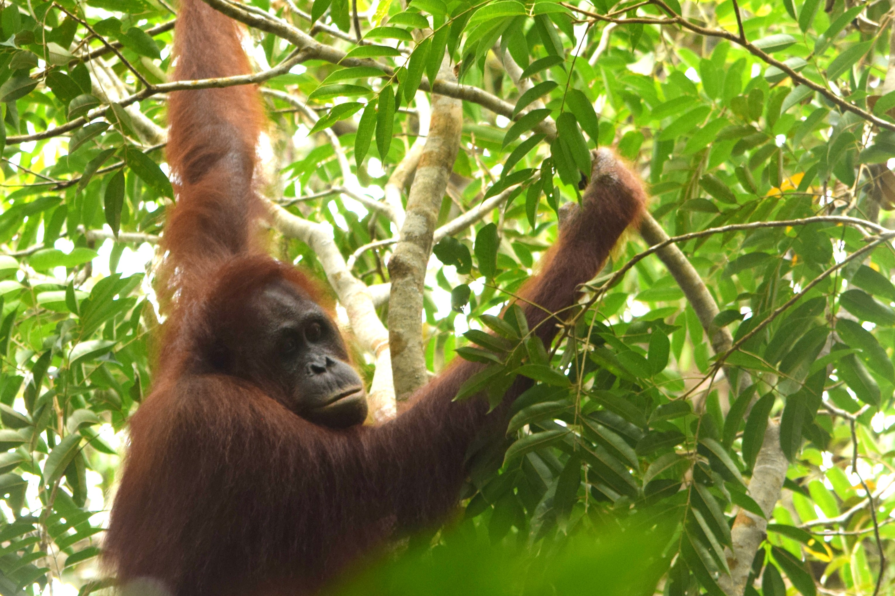 Orangutang seeds